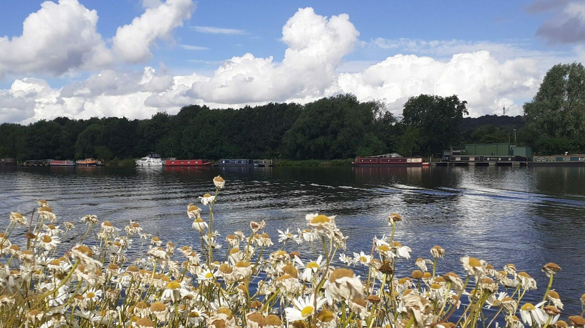 Bankside scene of a river