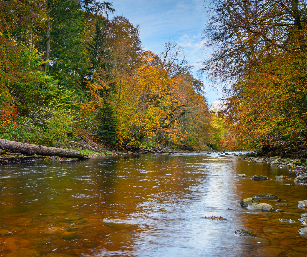 Allen Banks and Staward Gorge in autumn