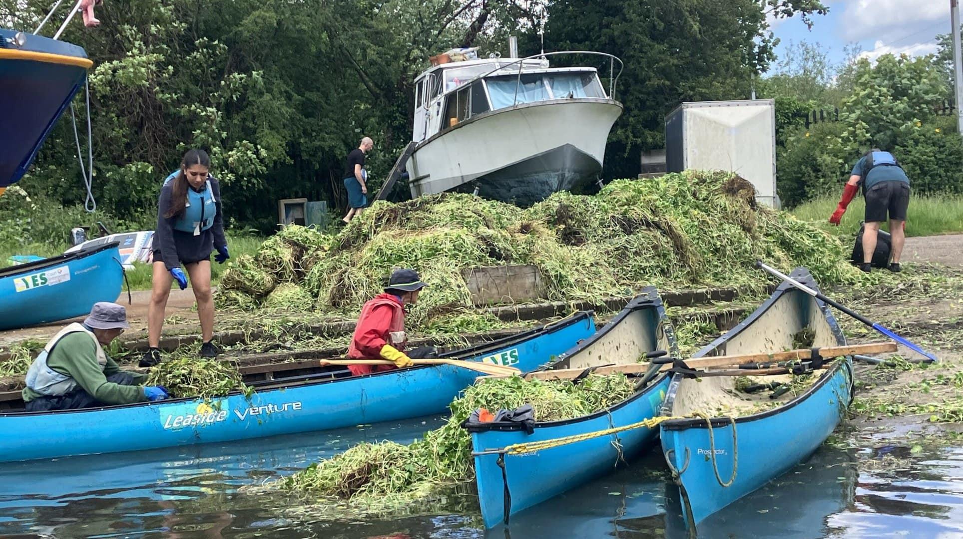 Floating pennywort removal at Springfield Marina