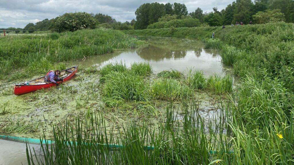 Pennywort removal on the River Soar