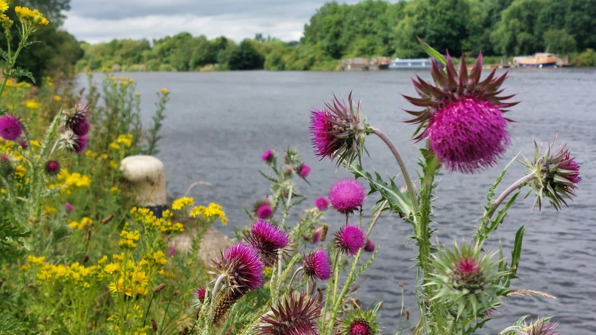 Wild flowers with a river in the background