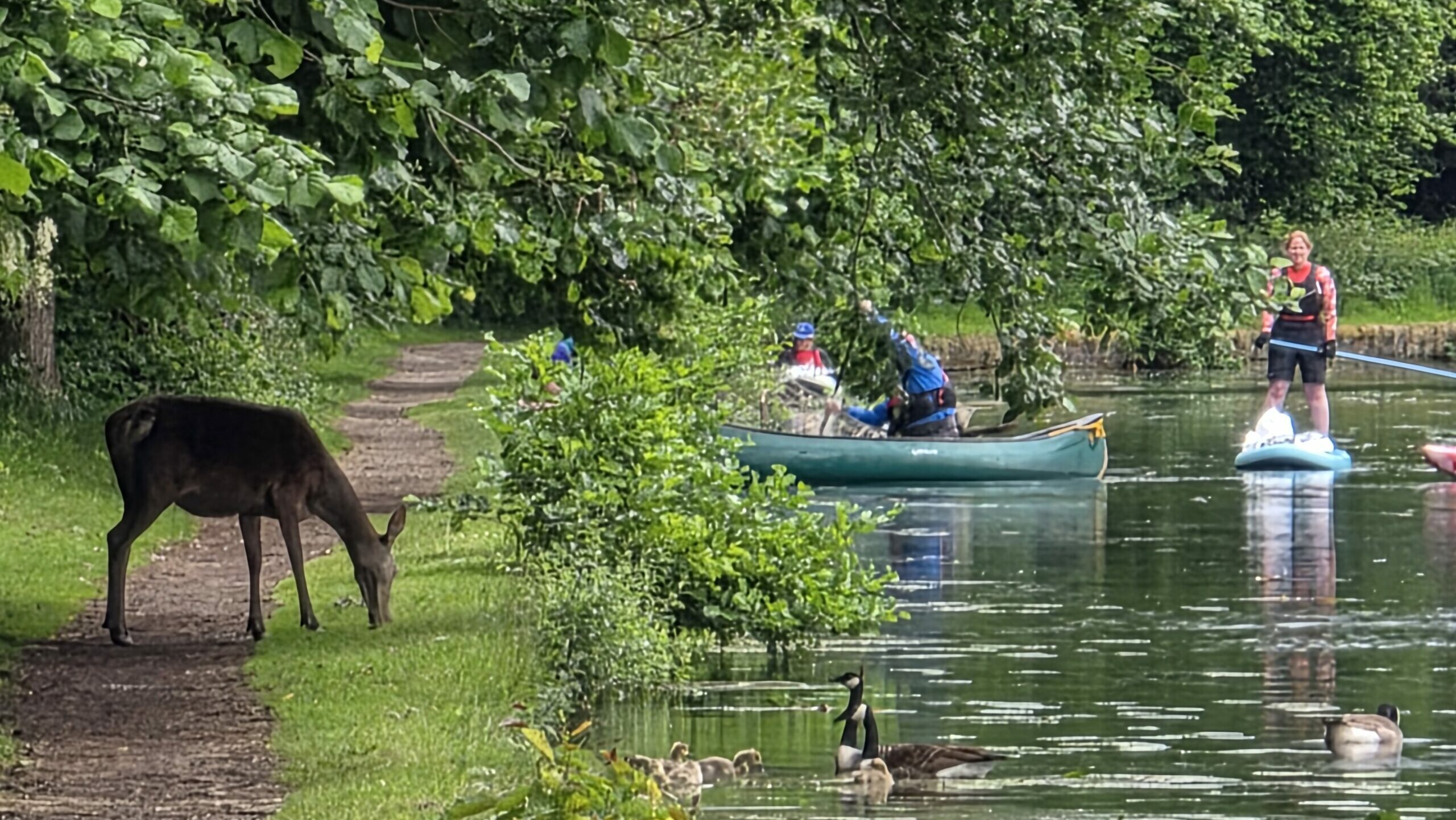 Wild deer near to the canal in Sutton Coldfield