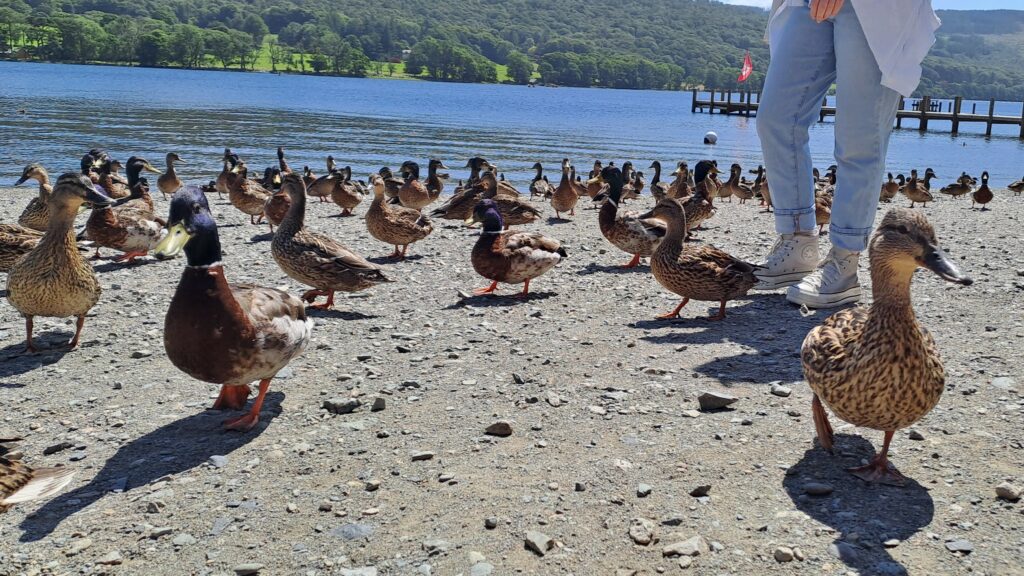 Ducks at Coniston Water