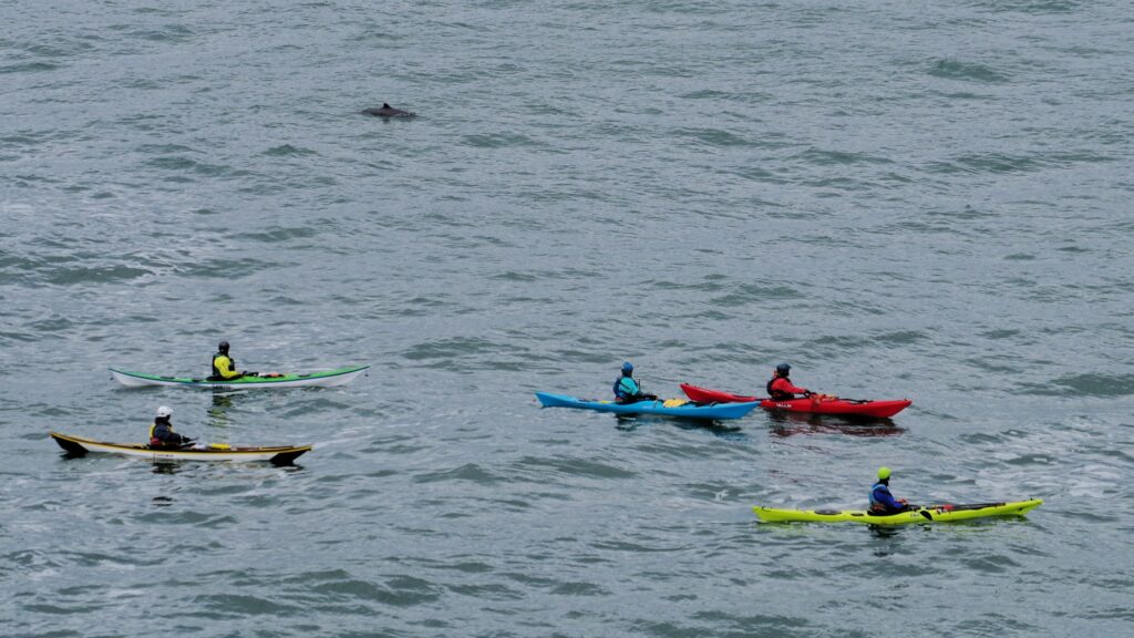 Kayakers view a porpoise in Anglesey