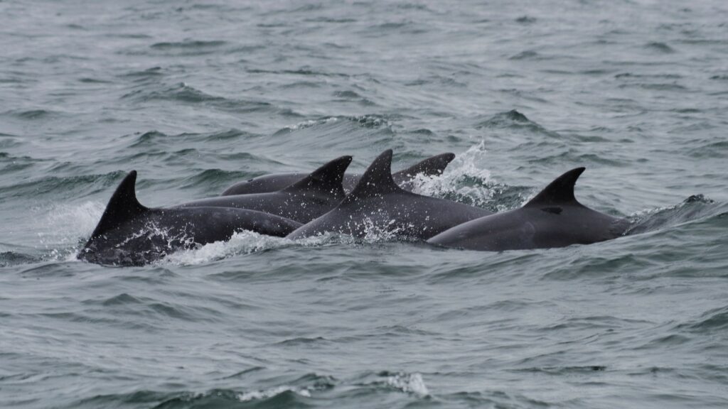 Bottlenose dolphins