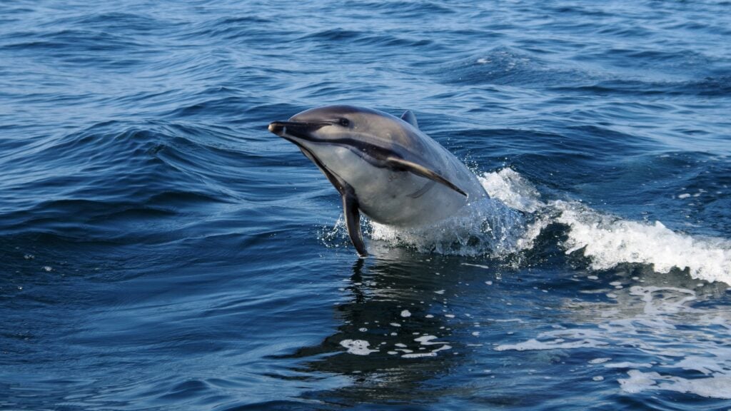 Common dolphins