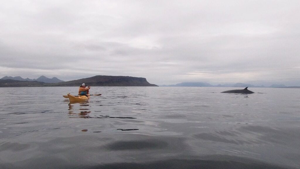 Watching a minke whale from a safe distance