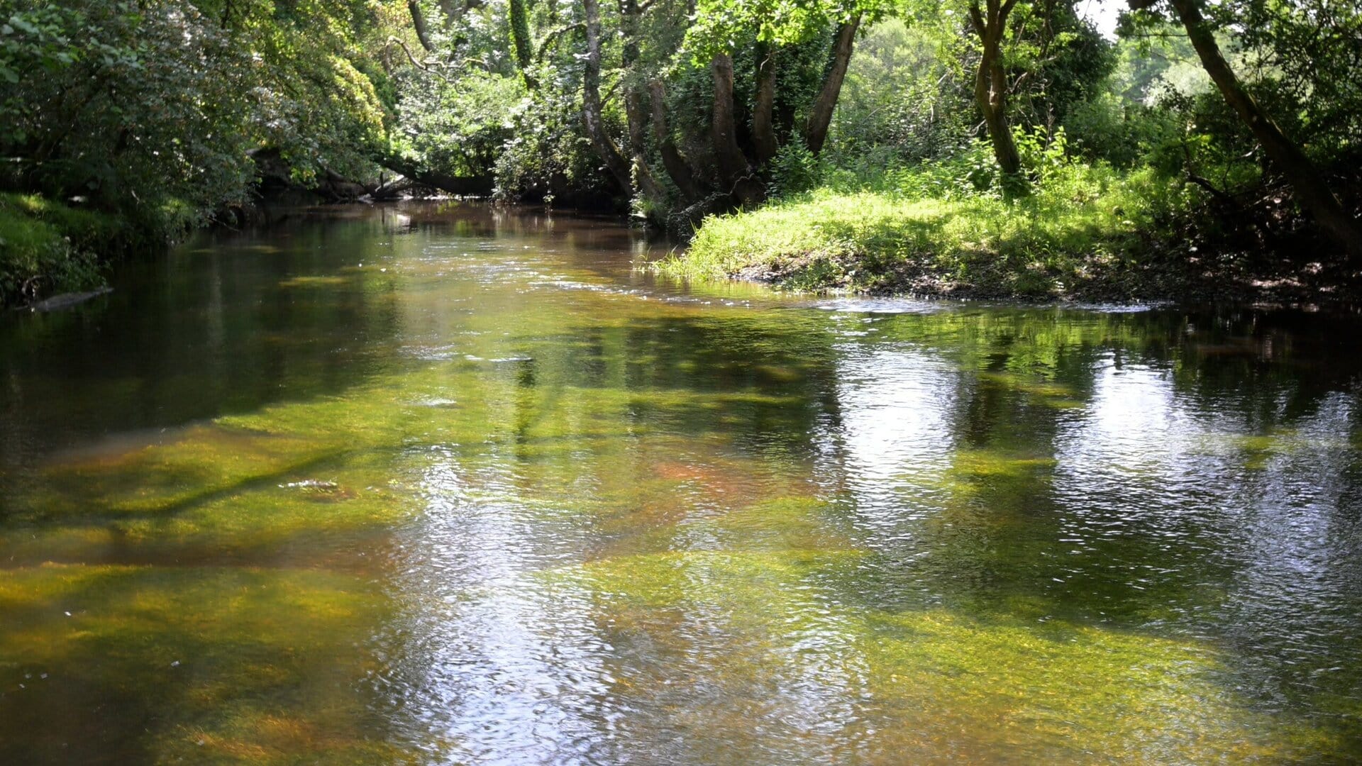 Lymington River in the New Forest