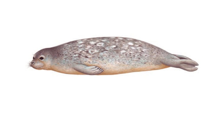 Illustration of a harbour seal