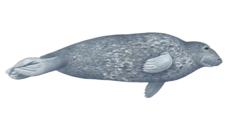 Illustration of a grey seal