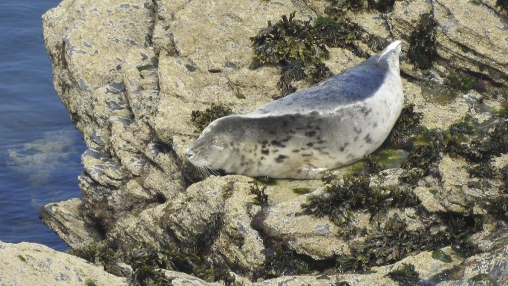 Seal on the rocks