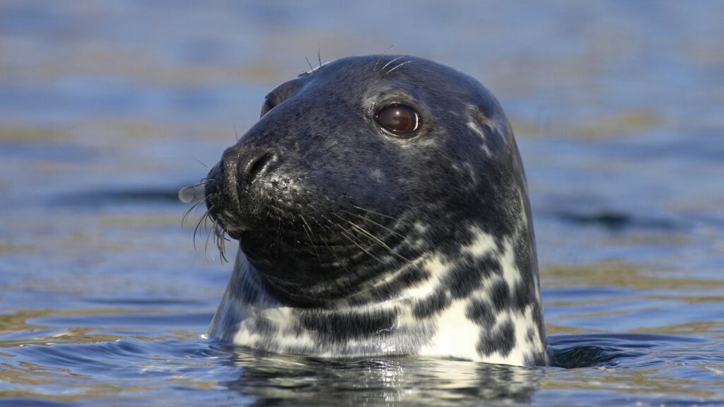 Common seal