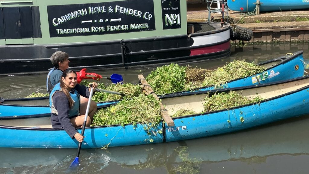 Canoes full of pennywort